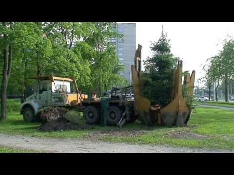 Видео: Пересадка деревьев