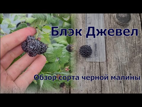 Видео: Блэк Джевел. Черный сахар а не малина!!!