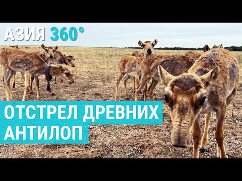 Видео: Сайгаки: власти Казахстана против степных животных | АЗИЯ 360°