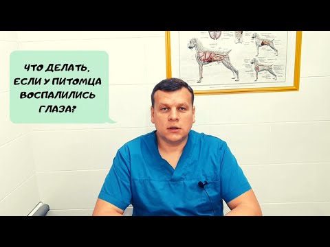 Видео: ЧТО ДЕЛАТЬ, ЕСЛИ У ПИТОМЦА ВОСПАЛИЛИСЬ ГЛАЗА?