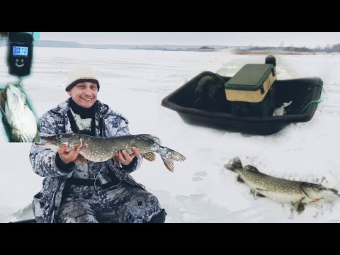 Видео: 21.12.23г.Петриловские просторы. Ловля щуки на жерлицы, живец сорожка.