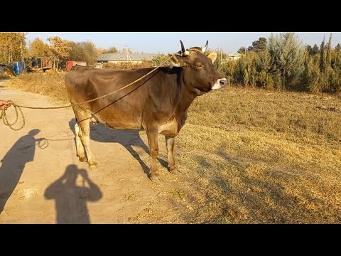 Видео: РОЗА ШВЕД ЧЕПИОНКА ФУРУШИ 904580010. 12 ноября 2025 г.