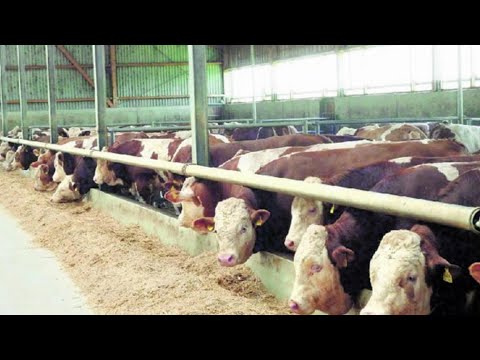 Видео: 😄БАРОИ БУҚАПАРВАРО ҲАТМАН БИНЕД🇹🇯