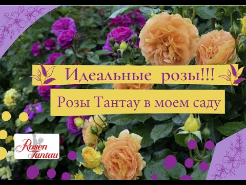 Видео: Идеальные розы!!! Розы Тантау в моем саду.