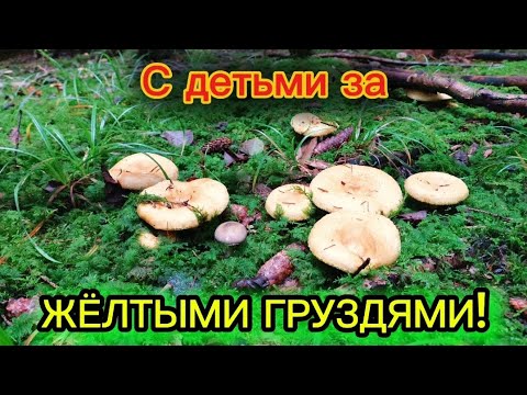Видео: За жёлтыми груздями с детьми! 
