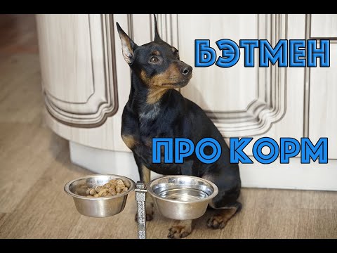 Видео: Про корм и питание. Цвергпинчер Бэтмен