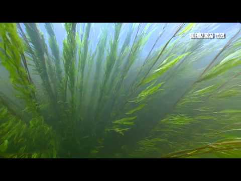 Видео: Подводная охота на Кольском. Часть 6 Толва