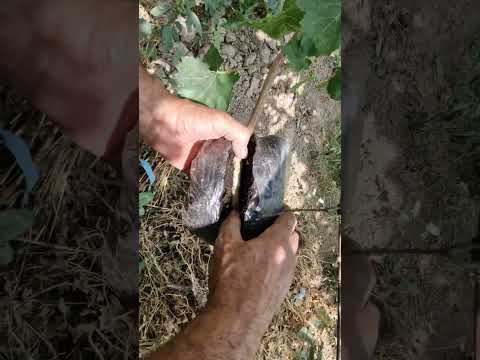 Видео: Воздушные отводки на винограде Аватар, Ламборджини, Алинка...