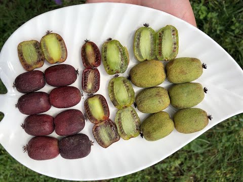 Видео: Актинидия / мини киви. Бинго, Скарлет Септембер, Киевская крупноплодная. Дегустация.