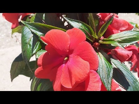 Видео: Болталочка по понедельникам.