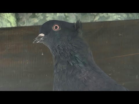 Видео: У  голубей линька.