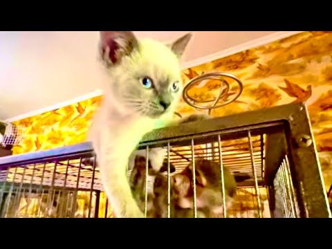 Видео: Такого НАГЛОГО КОТА как Басик еще нужно поискать, он сделал из Люськи ЛИЧНОГО МАССАЖИСТА!