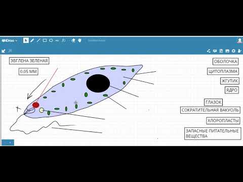 Видео: Эвглена зеленая строение