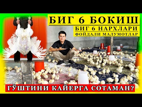 Видео: БИГ 6 НАРХЛАРИ БИГ 6 ХАКИДА СИЗ БИЛМАГАН СИРЛАРНИ ОЧИБ ТАШЛАДИК АЛБАТТА КЎРИНГ