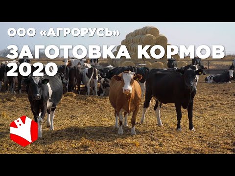 Видео: Заготовка кормов в 2020 году | Обзор фермы | Молочное животноводство | Растениеводство