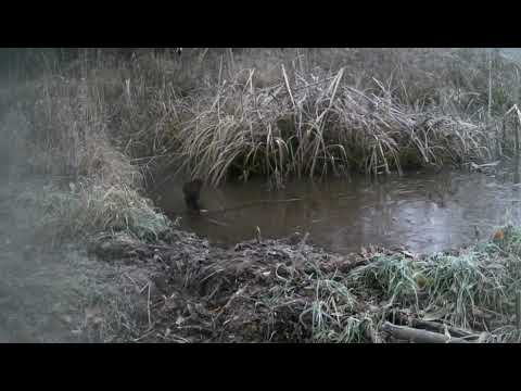 Видео: Кто посетил бобриную плотину за месяц? Фотоловушка показала