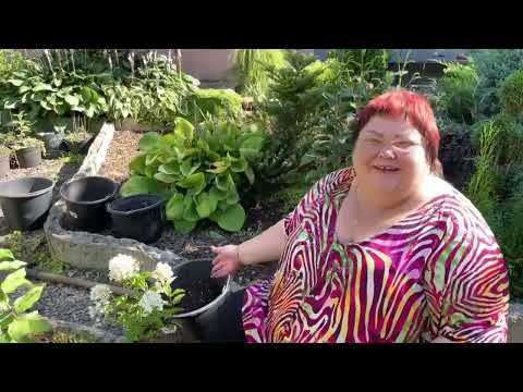Видео: ВСЕ О ВЫСАДКЕ ГОРТЕНЗИЙ