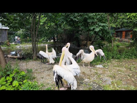 Видео: Владивосток август 2023, зоопарк Садгород