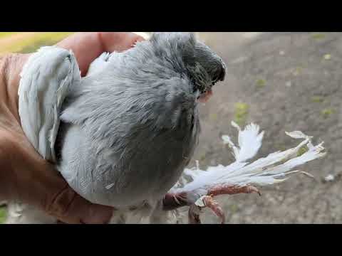 Видео: Голуби Александра, Германия.