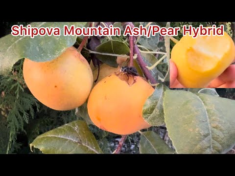 Видео: Гибрид груши Шипова, привитый на боярышник: вкус и польза
