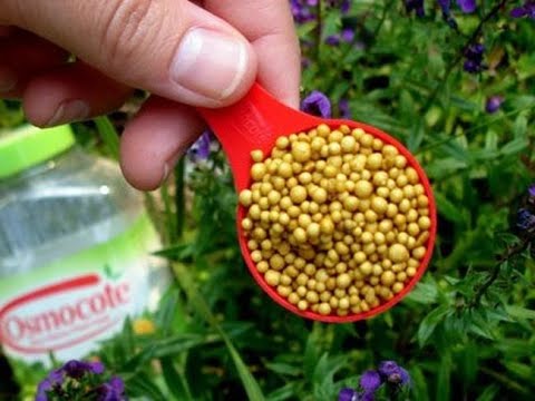 Видео: Чем удобрить розы после посадки? И нужно ли???