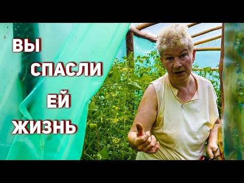 Видео: WARDHEIM (2 СЕЗОН) - ПОДПИСЧИКИ СПАСЛИ ЖИЗНЬ | ОБЗОР БЕСПЛАТНОГО ТРИММЕРА #16