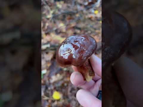 Видео: 28 октября 2025 г.