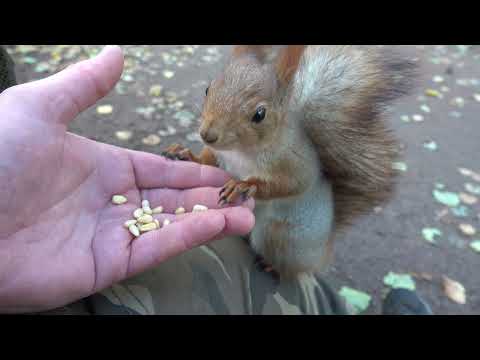 Видео: Две взрослые белки и дорогие орехи / Two adult squirrels and expensive nuts