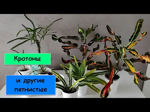 Видео: Кротоны и другие пятнистые растения из моей коллекции.