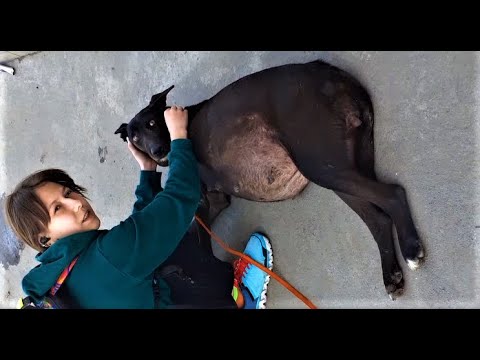 Видео: Собака уже ЗАДЫХАЛАСЬ от АСЦИТА, но мы постараемся её спасти! 10+ литров в брюшной полости!