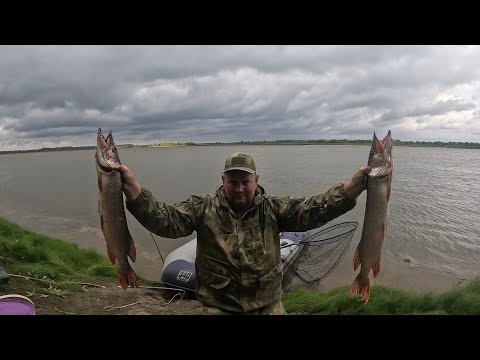 Видео: Рыбалка на Оби 10.09.2024  - 14.09.2024 год.