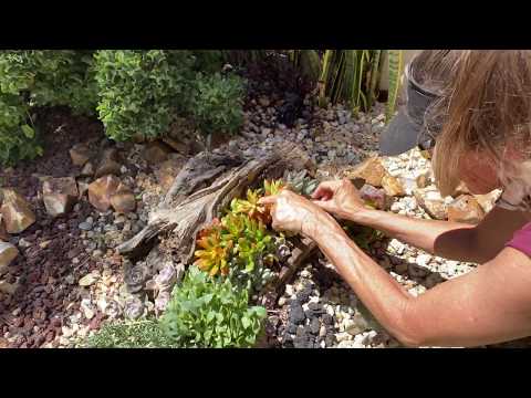 Видео: Реабилитация суккулентных плавников в Чула-Виста