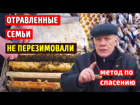 Видео: Как сохранить матку и горсть пчел? Метод по СПАСЕНИЮ пчел.