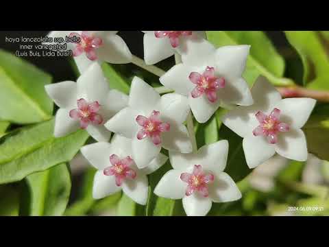 Видео: Хойи /июнь 2024/... serpens, bella, uniflora, heuschkeliana, UT 152 и др.