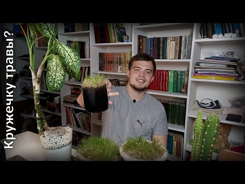 Видео: Топ растений у меня дома, которые я могу посоветовать l Домашнее растениеводство
