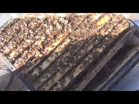 Видео: Сильные пчелосемьи ранней весной. Первый очистительный облет 2021