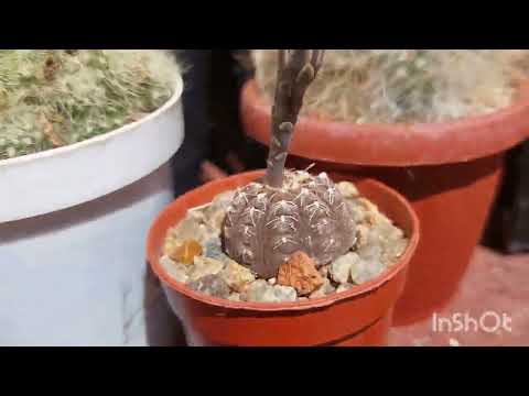 Видео: Посылка от Светланы из Германии. Гибридные эхинопсисы. Обзор бутонов на улице