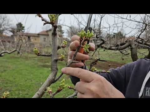 Видео: Круша подмладяване и плод.#резитба