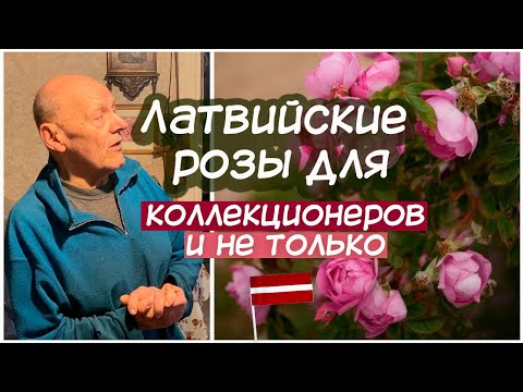 Видео: ЯНИС УЗУЛНЕКС РОЗЫ