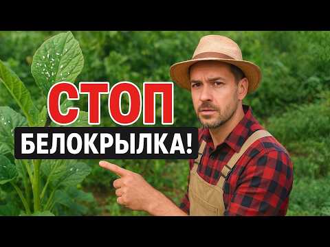 Видео: Как Навсегда Избавиться от Белокрылки: Рабочие Методы и Советы