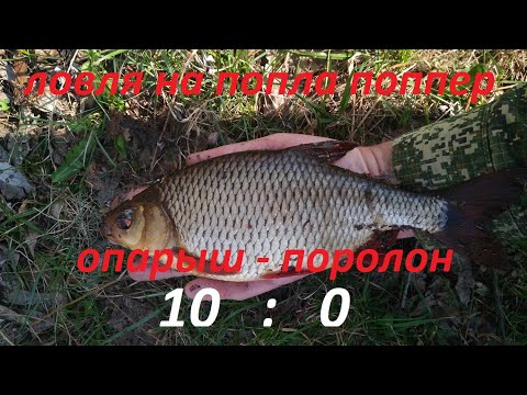 Видео: Ловля на попла поппер Красноперка бастует