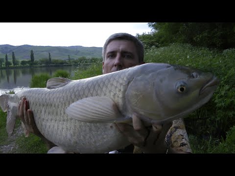 Видео: РЕКОРД всех сезонов. ТРОФЕЙНЫЙ АМУР взят #карпфишинг #амур #трофейныйамур