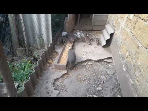 Видео: Живий корм для фазанів)))