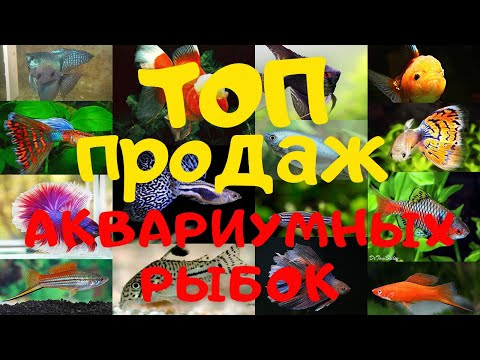 Видео: ТОП ПРОДАЖ аквариумных рыбок