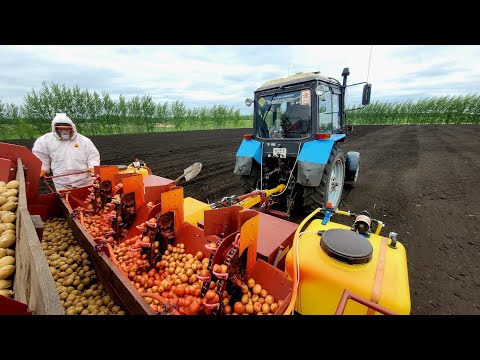 Видео: 2 мая 2025 Беларус 82 сажает картошку Коломбо сажалкой Л-207 Лидсельмаш с протравливателем СДК 4.1