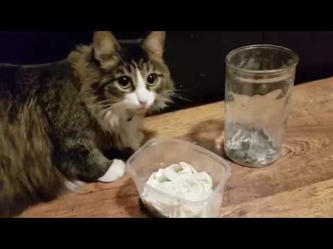 Видео: Вечернее кормление ящерок и всех остальных, кто под руку попадётся