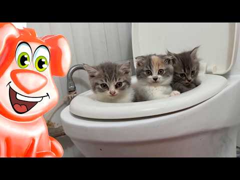 Видео: Кошка рожает котят на глазах у желейного пса Стасика.