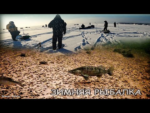 Видео: ПОЙМАЛИ ТРОФЕЙ! Ловля Судака в базаре. Огромный берш на Виб. Зимняя рыбалка 2024. река Волга.