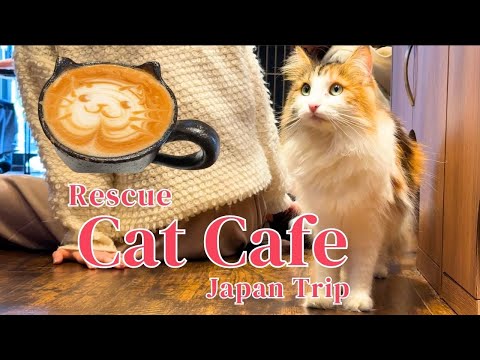 Видео: Токийское кафе с кошками🐾 Сердечный опыт с дружелюбными кошками-спасателями.🐱