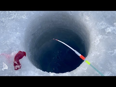 Видео: НАСАДИЛ...ЭТО...ДУМАЛ, ОНА не ВЛЕЗЕТ в ЛУНКУ! Кивок прёт в глухозимье. Зимняя рыбалка 2024